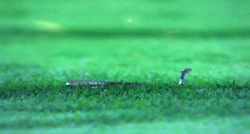 حدث في السعودية.. ثعبان يتسبب في إيقاف مباراة بكأس خادم الحرمين (فيديو)